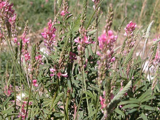 Foin de sainfoin bio à Marsac