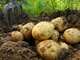 Pommes de terre BF 15 bio à Rocquigny
