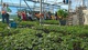 Jeunes plants potagers à Romans-sur-Isère