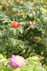 confiture de cynorhodon 220g bio à Veix