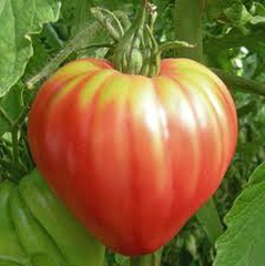 Plants de légumes AB bio à Varces-Allières-et-Risset