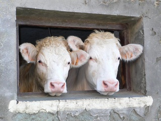 Le Charolais des 2 Caps à Wissant
