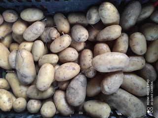 Pommes de terre, en conversion vers l'agriculture biologique à Aubonne