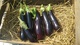 Aubergine à Mirecourt