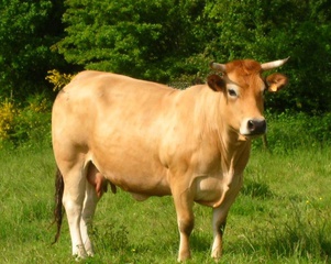 Boeuf et veau en race parthenaise bio près de Cholet (49) bio à Le May-sur-Èvre