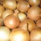 oignons à Comines