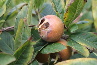 confiture de nèfle 220g bio à Veix