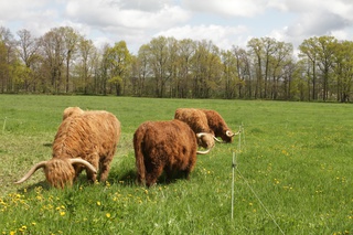 Colis de viande de boeuf highland cattle à Ardes
