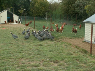 poulets, poules,dinde blanche  prêts à cuire ou vivants à Bergnicourt