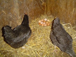 oeufs fermiers de plein air à Saint-André-de-Sangonis