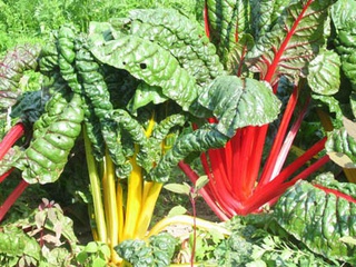 Fruits, légumes et petits fruits rouges AB bio à Varces-Allières-et-Risset
