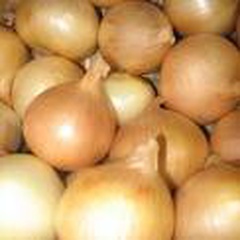 oignons à Comines