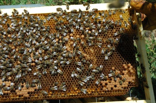 miel printemps ,maquis printemps chataignier,miellat maquis d'au à Vero