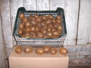 Kiwis à La Gresle