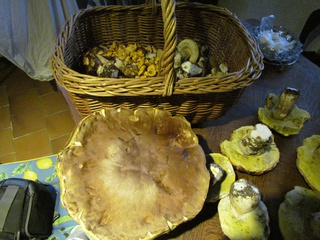 Cèpe frais ou séché, chanterelle, sanguin, girolle, morille bio à Venanson