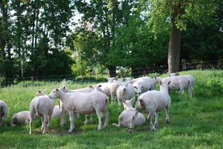 agneau, boeuf et veau bio à Archon