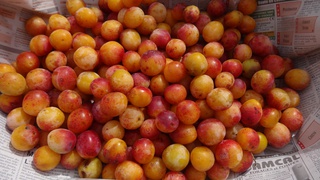 Mirabelles à Saulces-Monclin