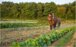 Paniers de légumes de saison bio à Saint-Vallier