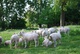 agneau, boeuf et veau bio à Archon