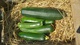 Courgette à Mirecourt