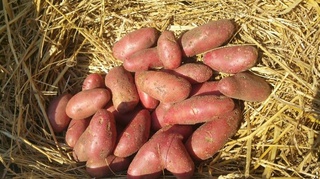 pomme de terre à Mirecourt