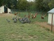 poulets, poules,dinde blanche  prêts à cuire ou vivants à Bergnicourt