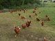 oeufs de poules élevées en plein air à Bergnicourt