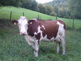 Lait. en conversion. à Saint-Rambert-en-Bugey