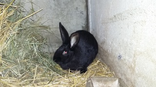 Lapins fermiers à Laix