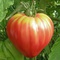 Plants de légumes AB bio à Varces-Allières-et-Risset