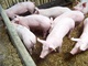 caissette de porc fermier à Beaumont-en-Argonne