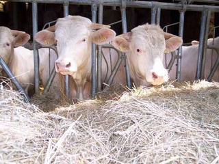 caissette de boeuf exclusive à Beaumont-en-Argonne