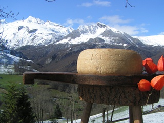 fromages des Pyrénées, pur vache à Arbéost