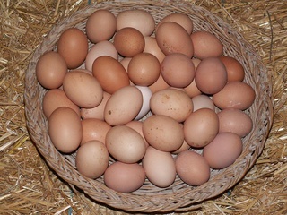 Oeufs à Farges-lès-Chalon