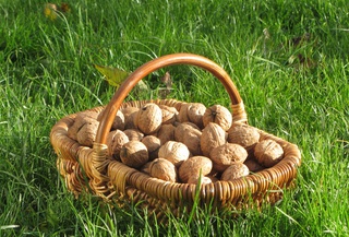 Noix bio à Pleugueneuc