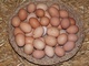 Oeufs à Farges-lès-Chalon