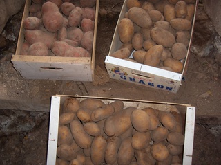 Pommes de terre MonaLisa, Désiré, Blanche à La Gresle